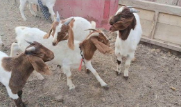 羊交配视频,自然繁殖的生动展示